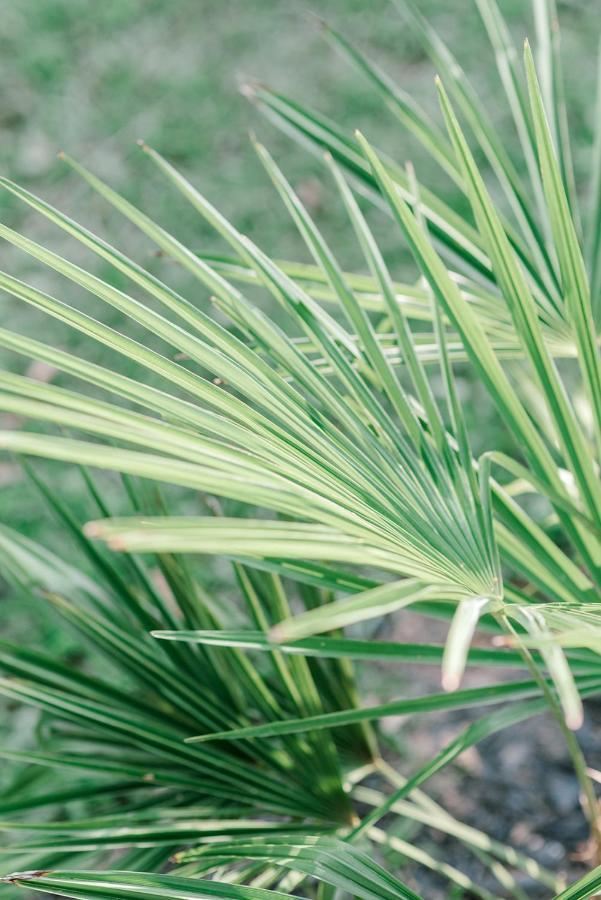 לינה וארוחת בוקר פאודר ספרינגס Georgia Palms & Gardens מראה חיצוני תמונה